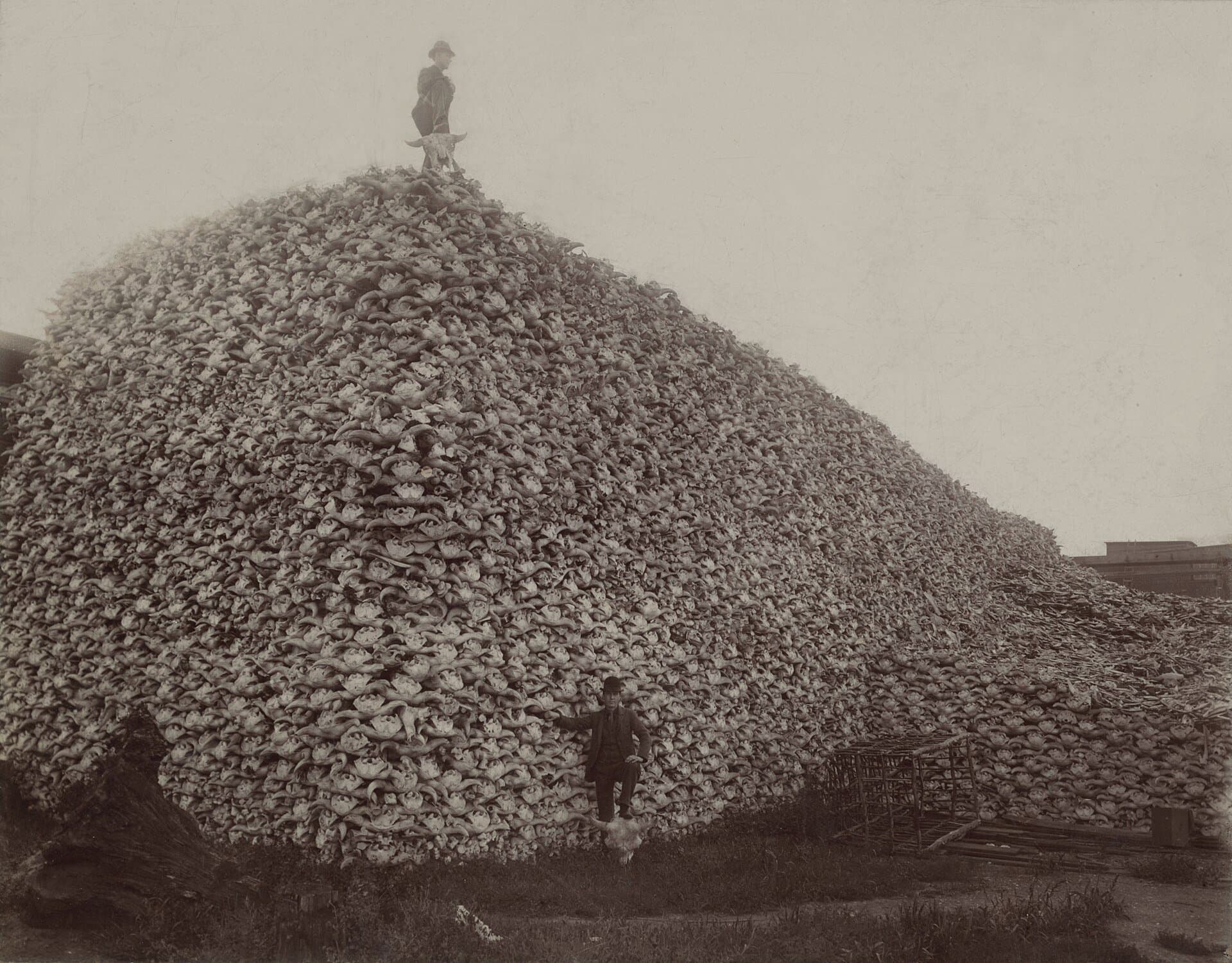 Mountain of bison skulls awaiting processing on the American frontier, circa 1870s