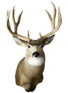 Anderson Taxidermy