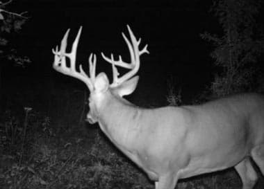 Brush Trail Hunting logo