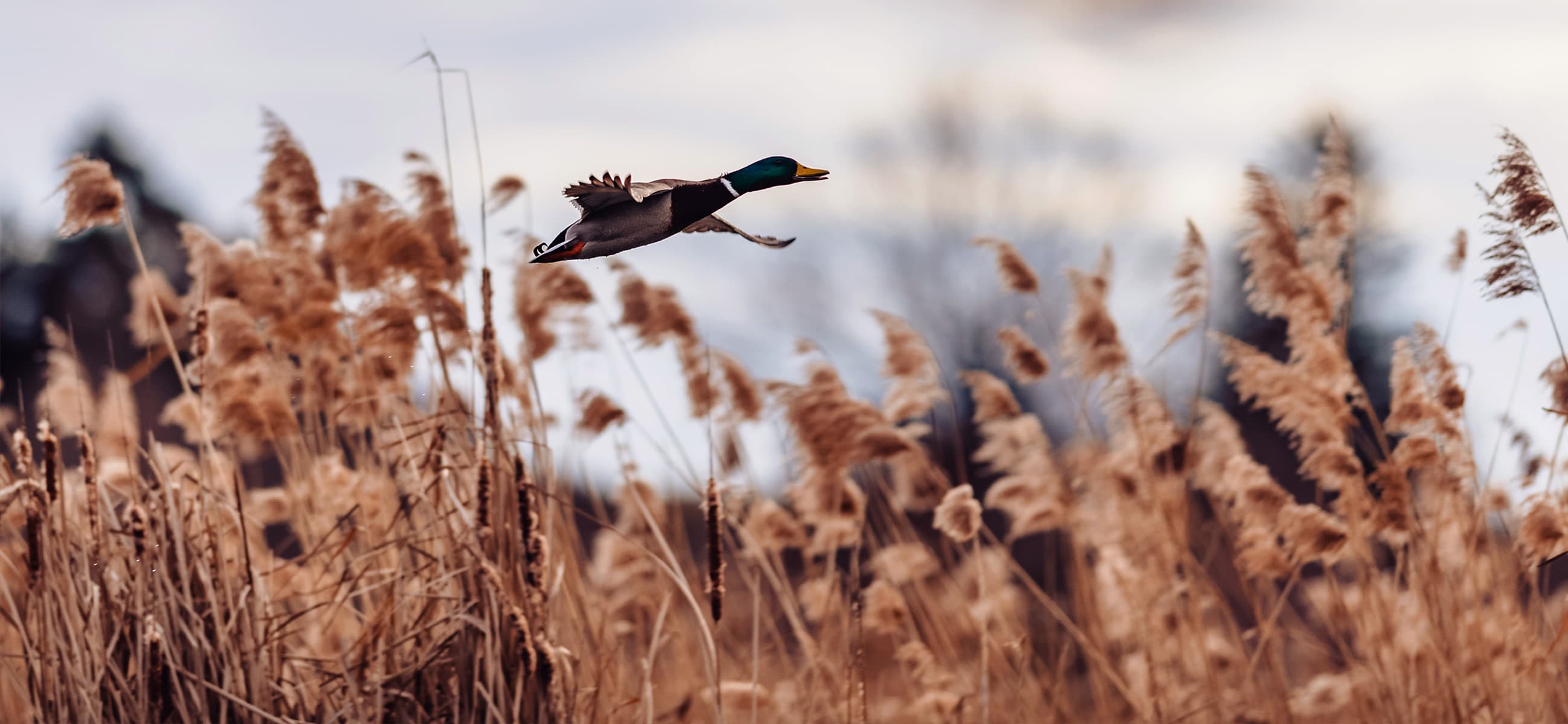 Ducks Unlimited - Annapolis, MD logo