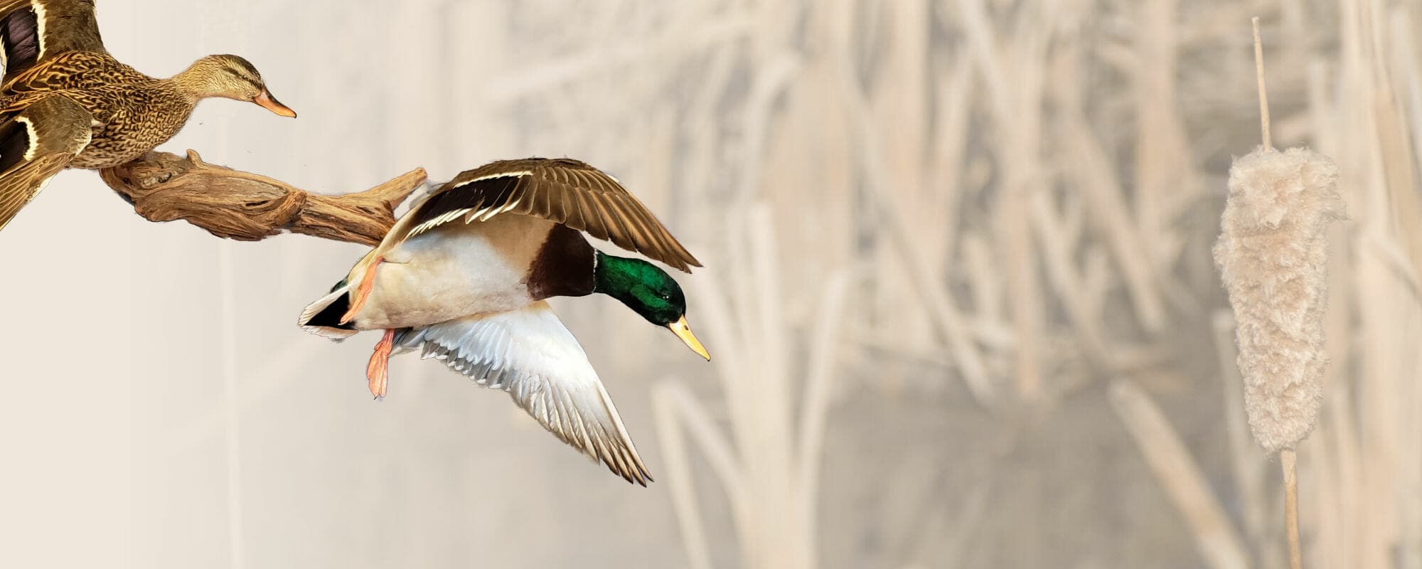 San Antonio Taxidermy logo