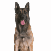 Danger Close Guns logo