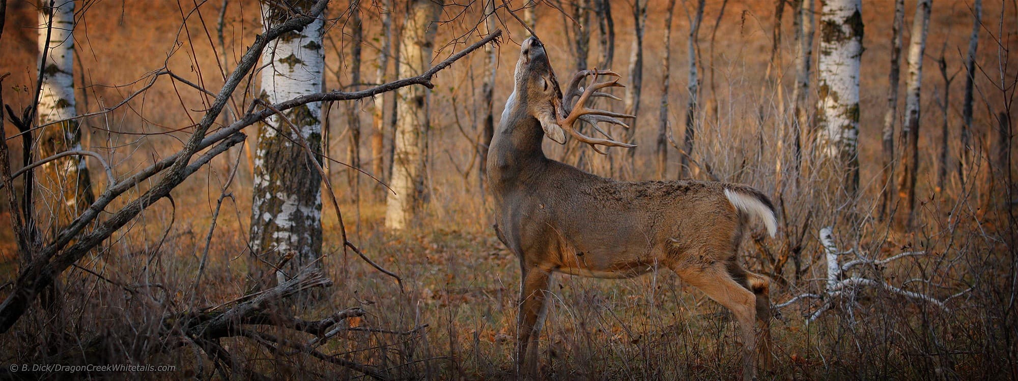 Dragon Creek Ranch logo