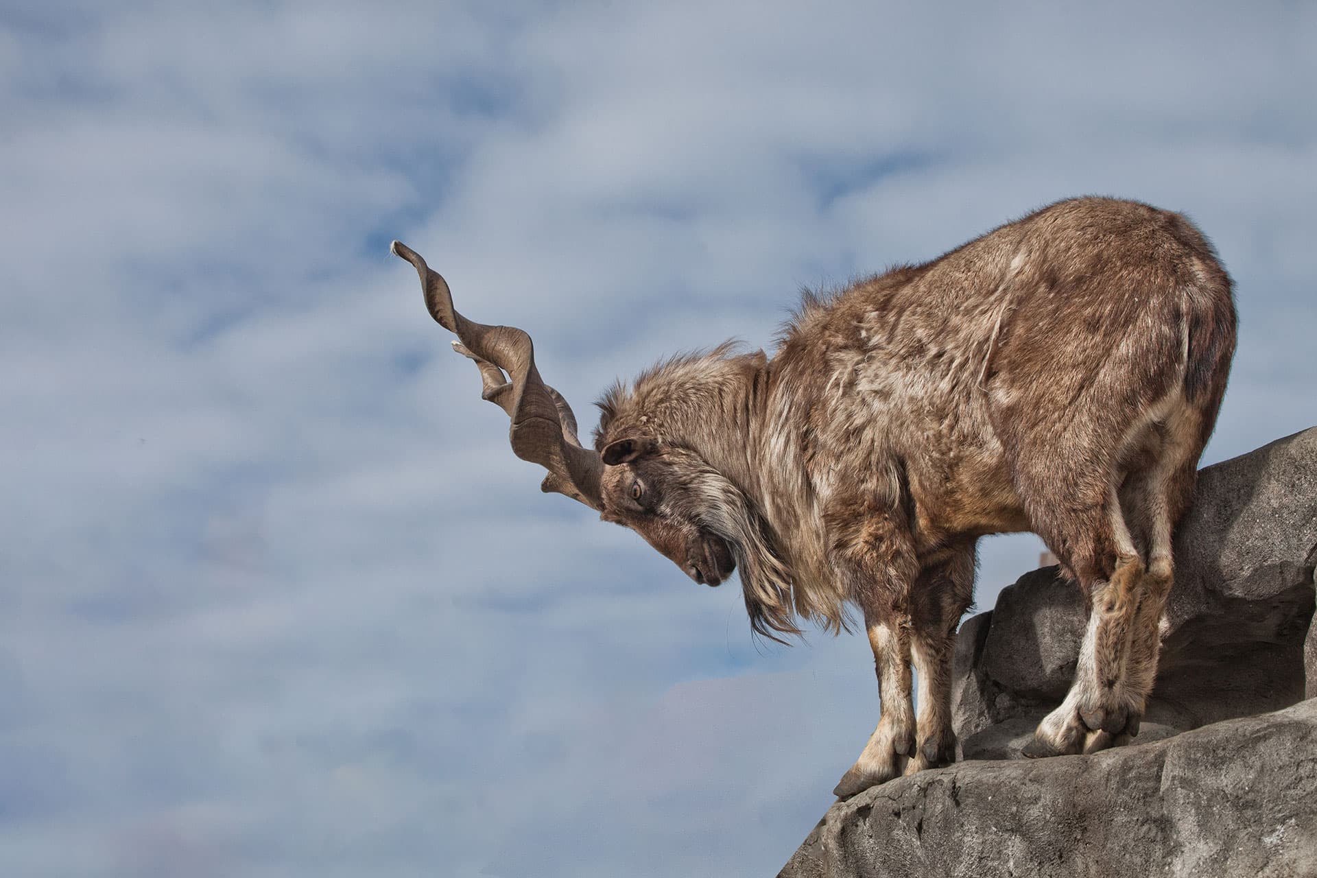 FTW Ranch SAAM Training logo