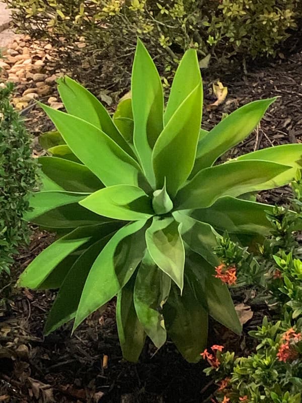 George's HooknGun logo