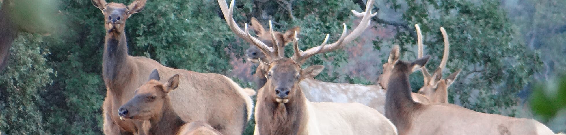 Guided elk hunts - Tejon Ranch logo