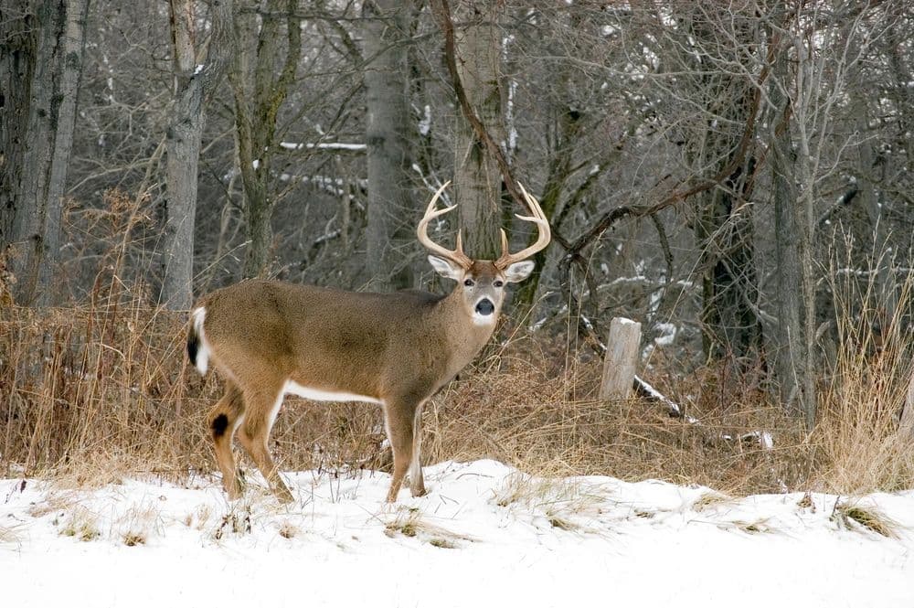 Penn Virginia Operating CO. logo