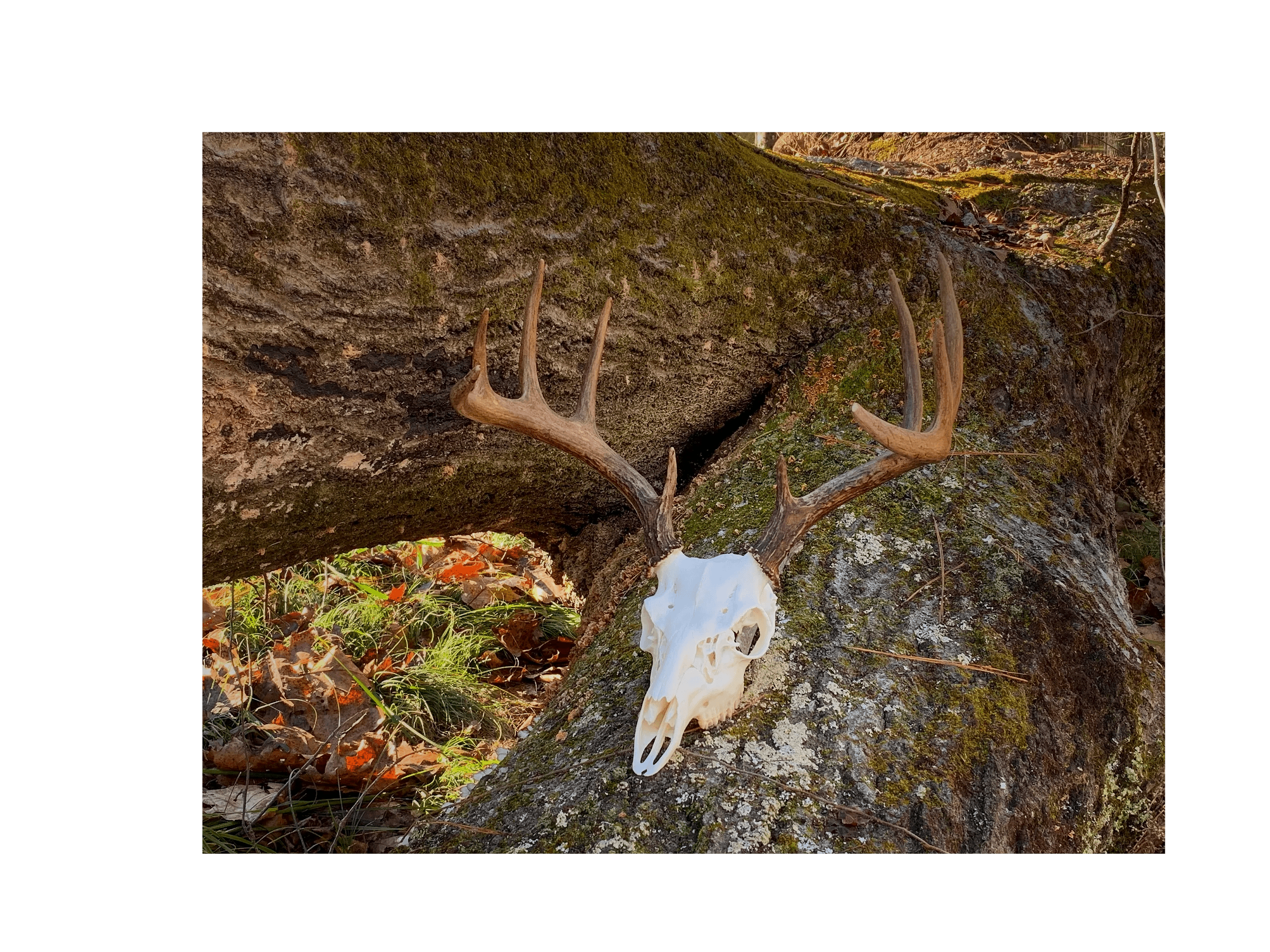 Coosa Taxidermy logo