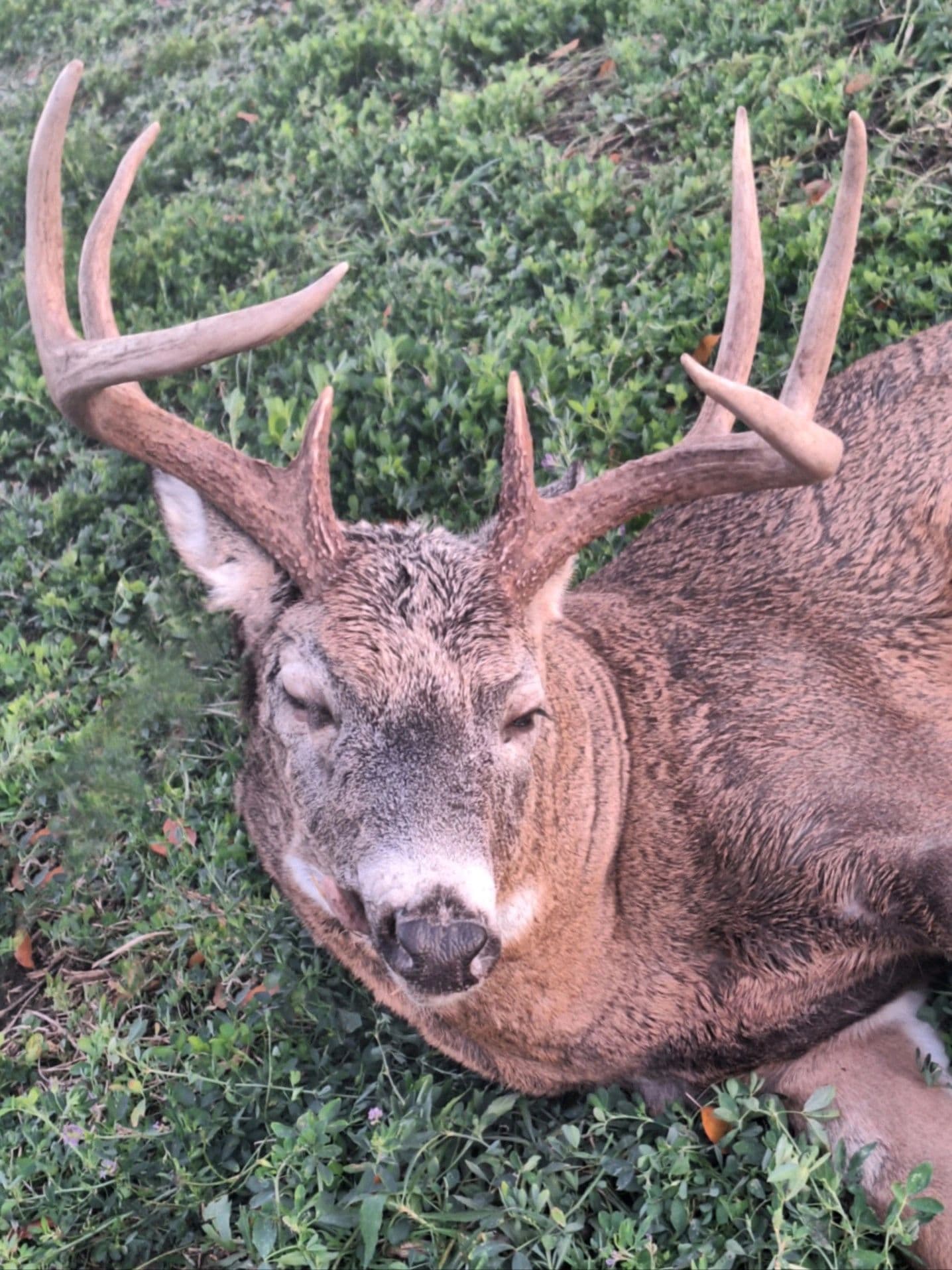 Big H Hunts logo