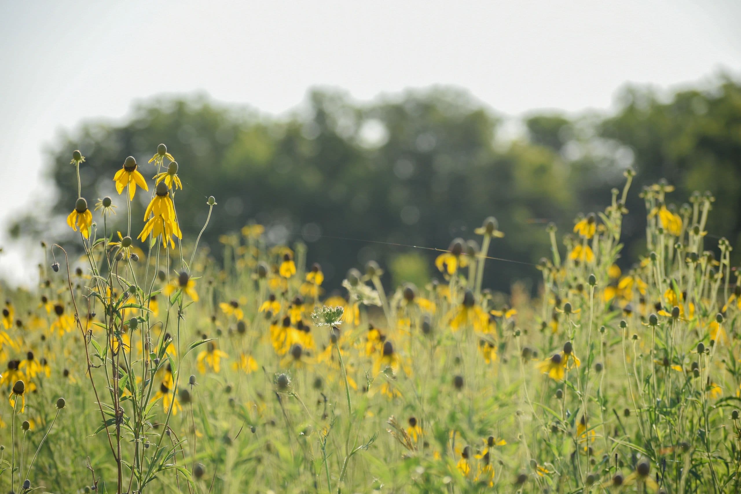 Missouri Pheasants Forever and Quail Forever logo