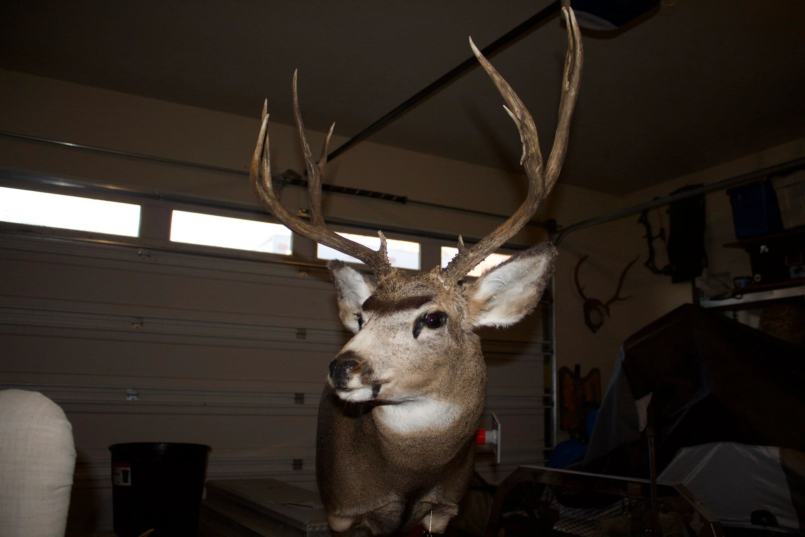 Eastern Oregon Taxidermy logo