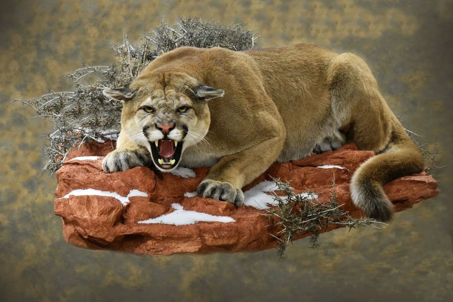 Trophies Unlimited Taxidermy - Buffalo, Wyoming logo