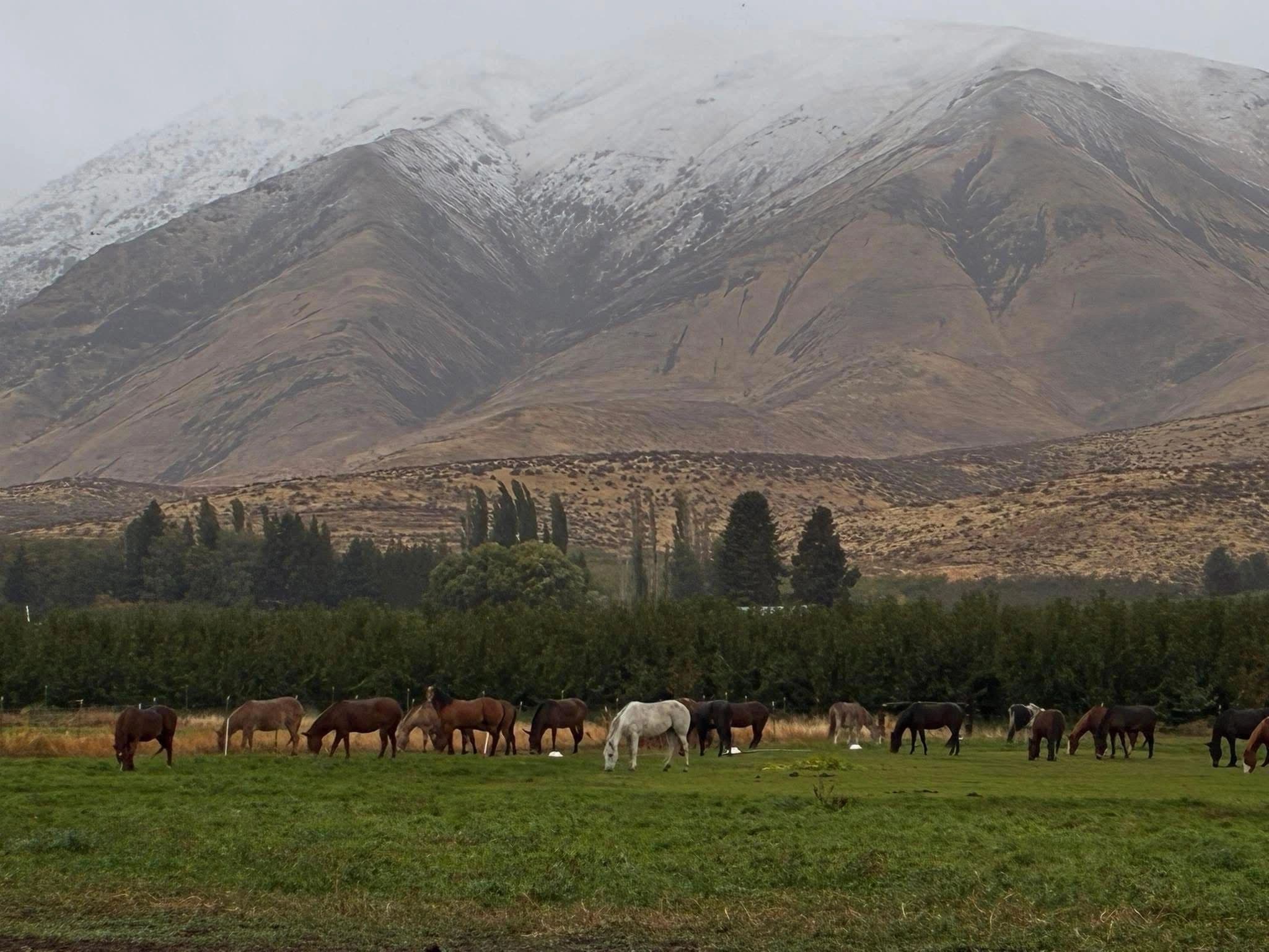 Chinook Pass Outfitters logo