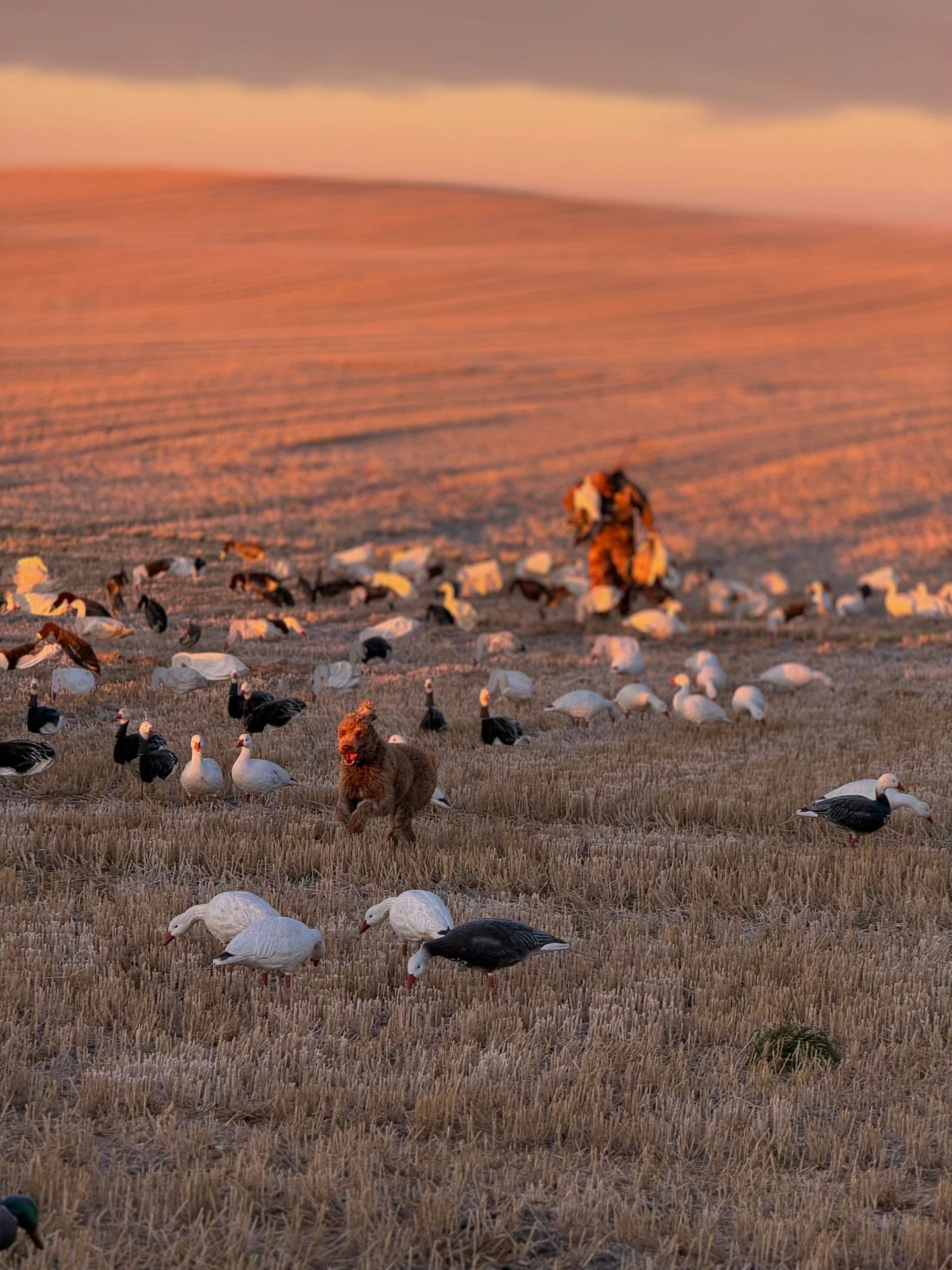 Cold Water Outfitters logo