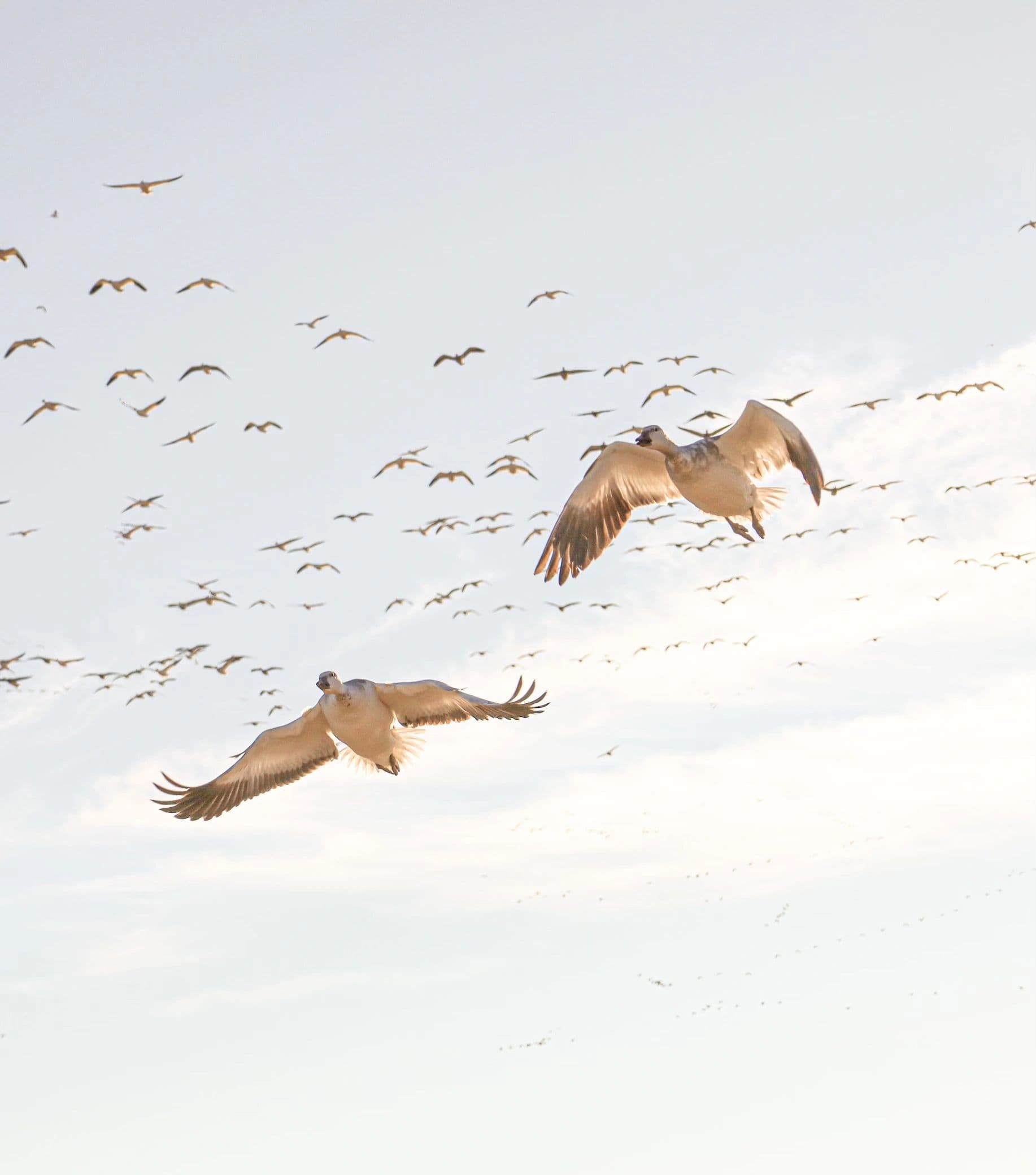 605 Waterfowl Outfitters: Waterfowl Hunting Guide logo