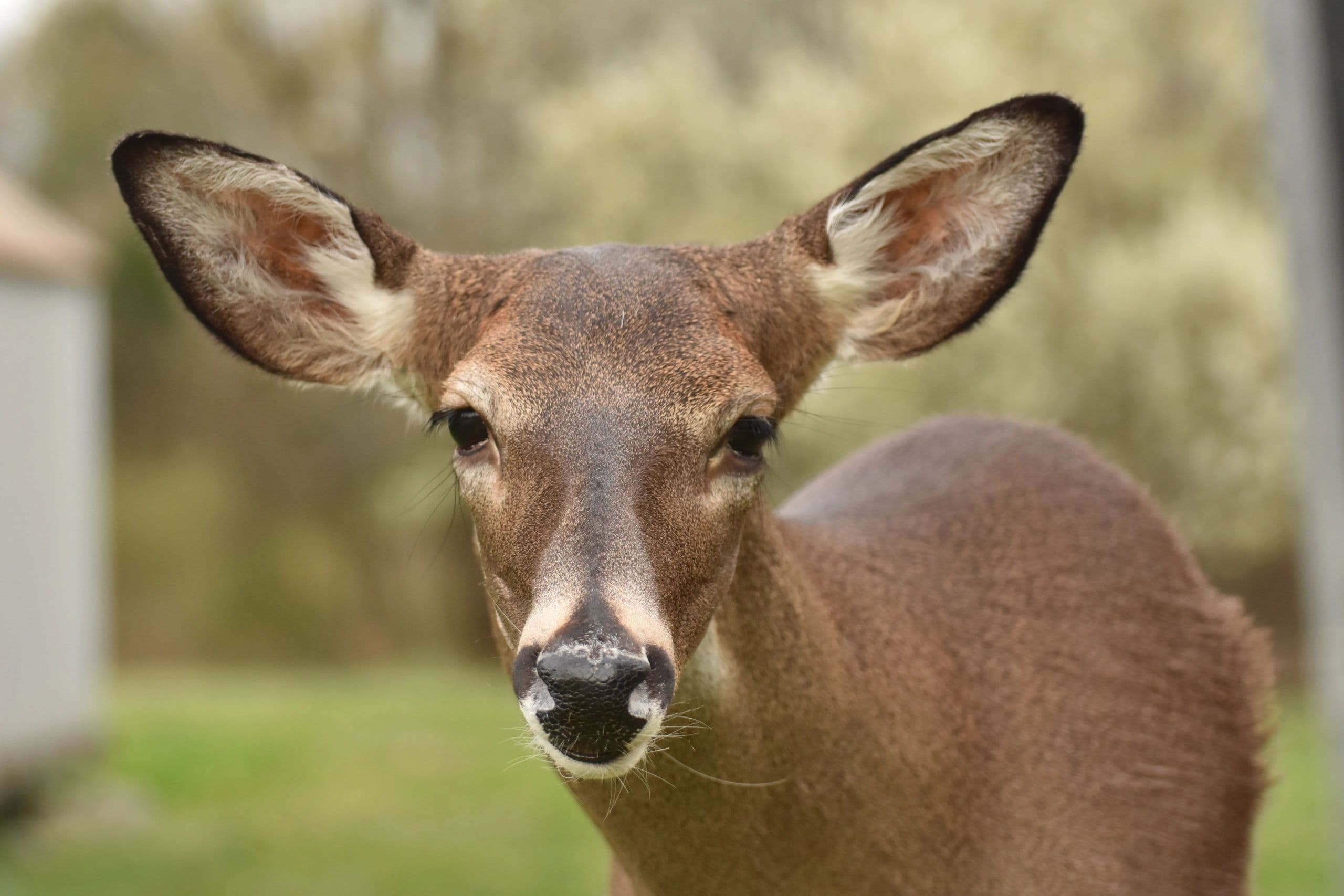 Deep Cove Taxidermy logo