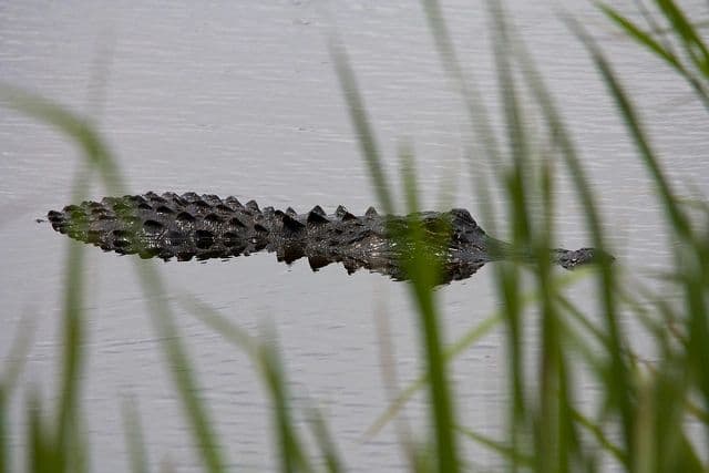 JC Taxidermy & Guide Services logo