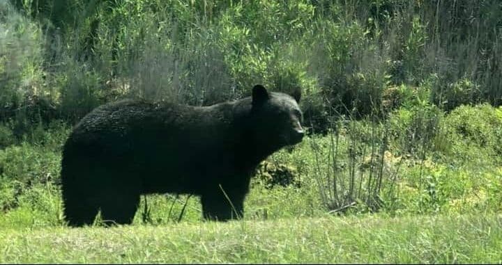 Make a Pile Outfitters logo