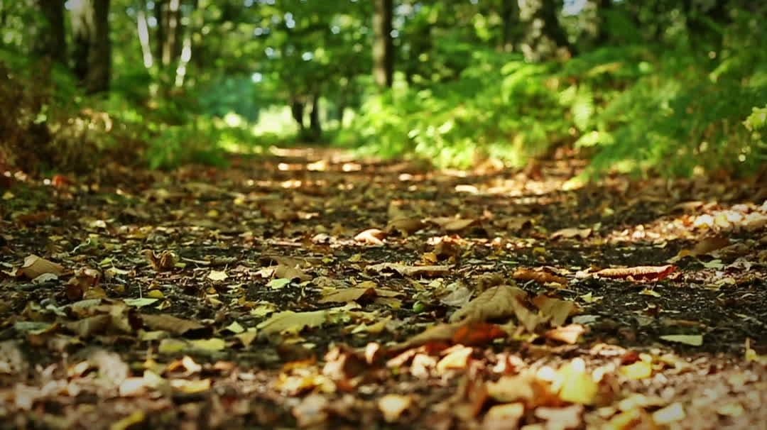 Backwoods Trophy Outfitters logo