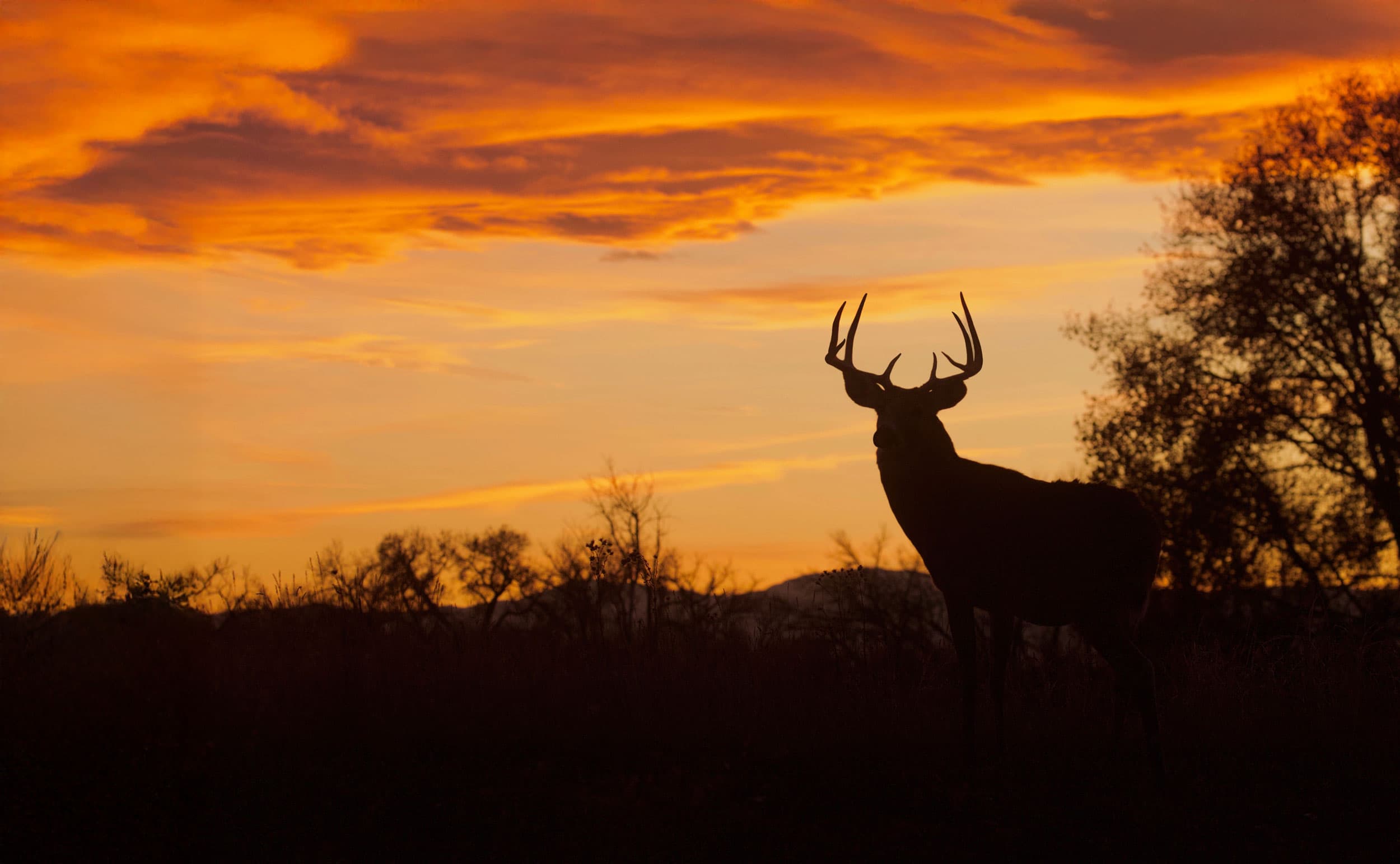 Iron Mound Outfitters logo