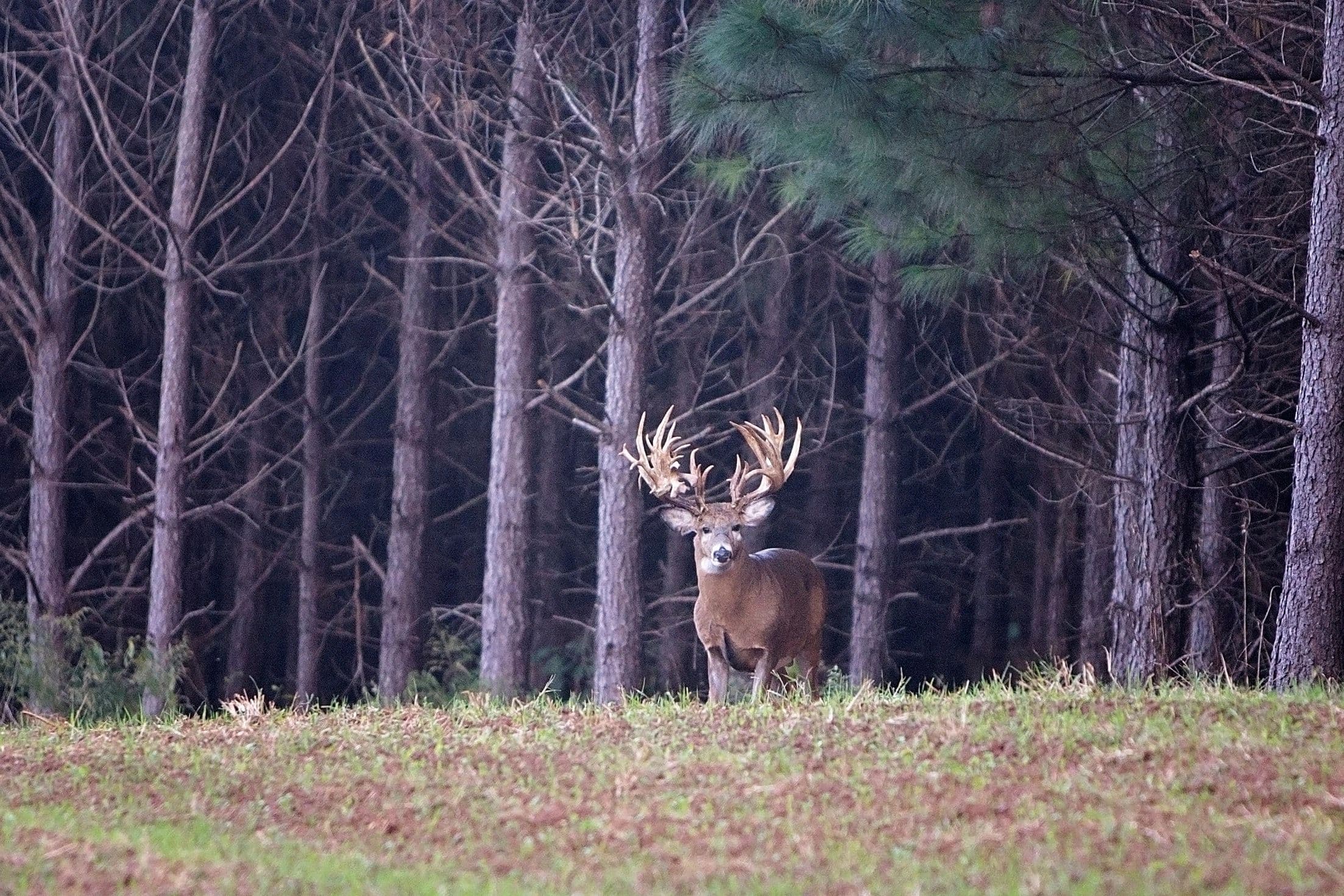 The Swamp Whitetails logo