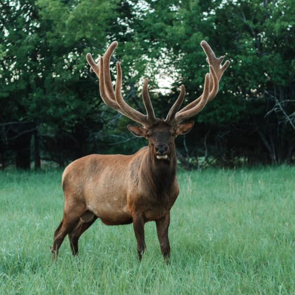 Elk Hunting in Kansas logo