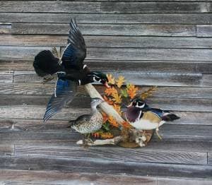 Monteith Bird Taxidermy logo