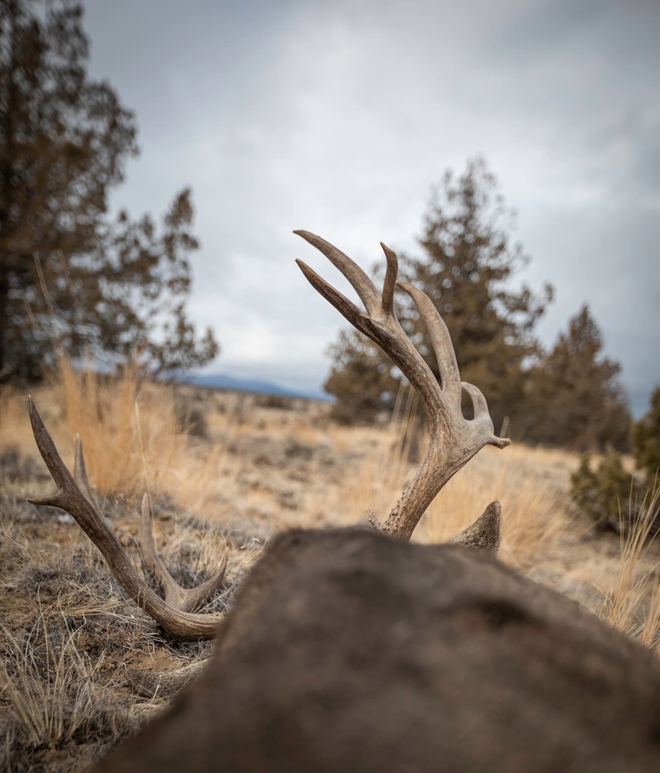 Oregon Wilderness Outfitting logo
