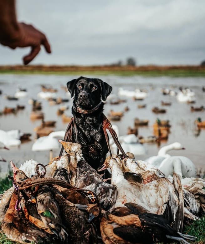 Oyster bayou hunting club: WHO WE ARE logo
