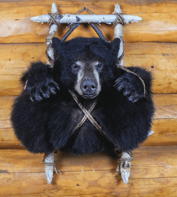 Cedar Mtn Taxidermy logo