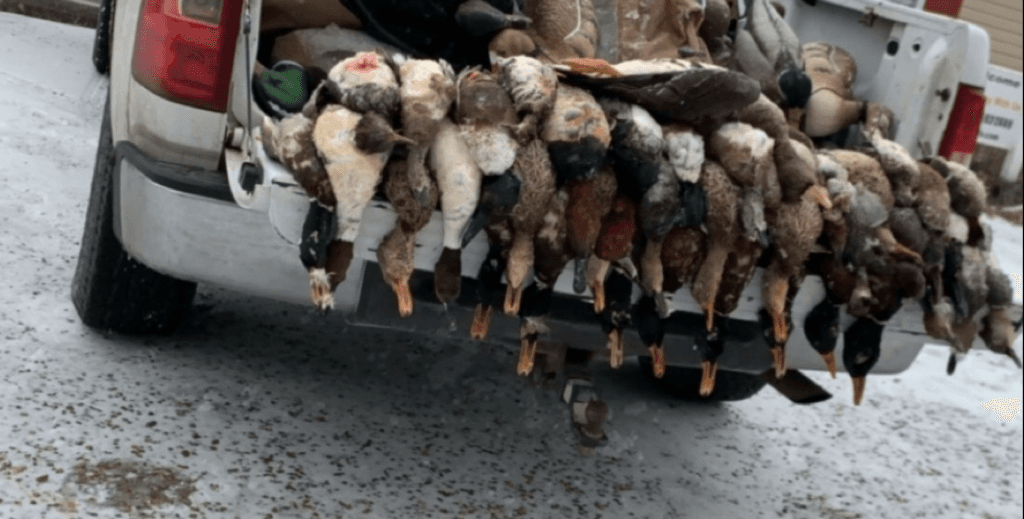 Guided Duck Hunts on Reelfoot Lake logo