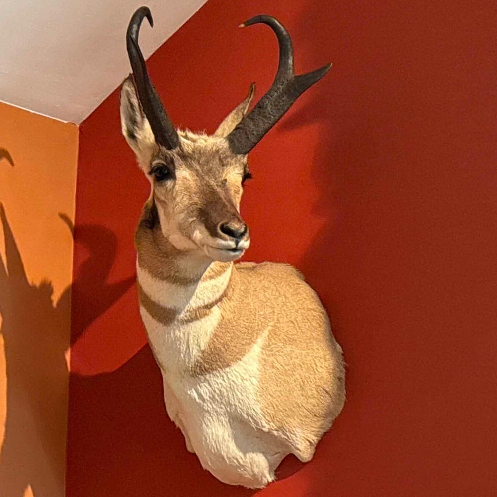 Rack Shack Taxidermy & Tannery: Professional Taxidermy Services logo