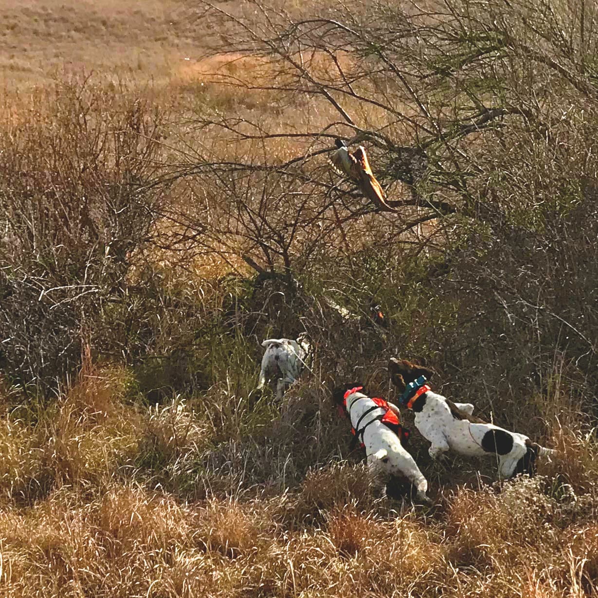 Spillman Creek Lodge logo