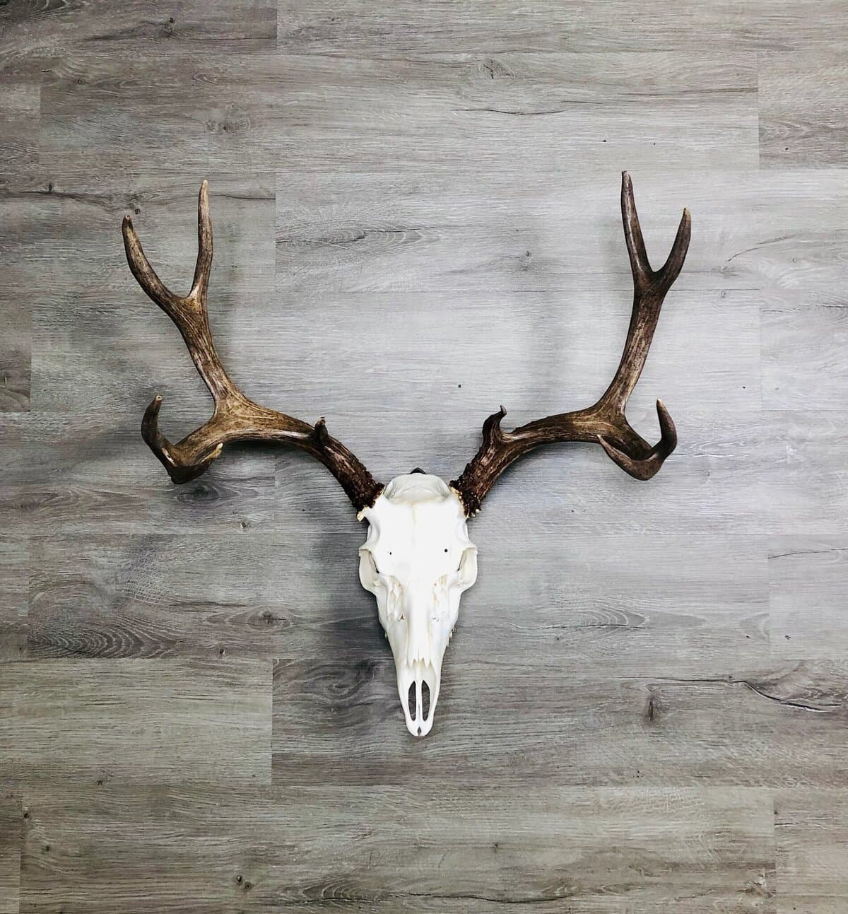 Mission Taxidermy - Colorado Taxidermist logo
