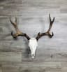 Mission Taxidermy - Colorado Taxidermist