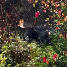 Maine Guide Service logo