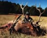 Archery Elk Hunts - Tomahawk Outfitters