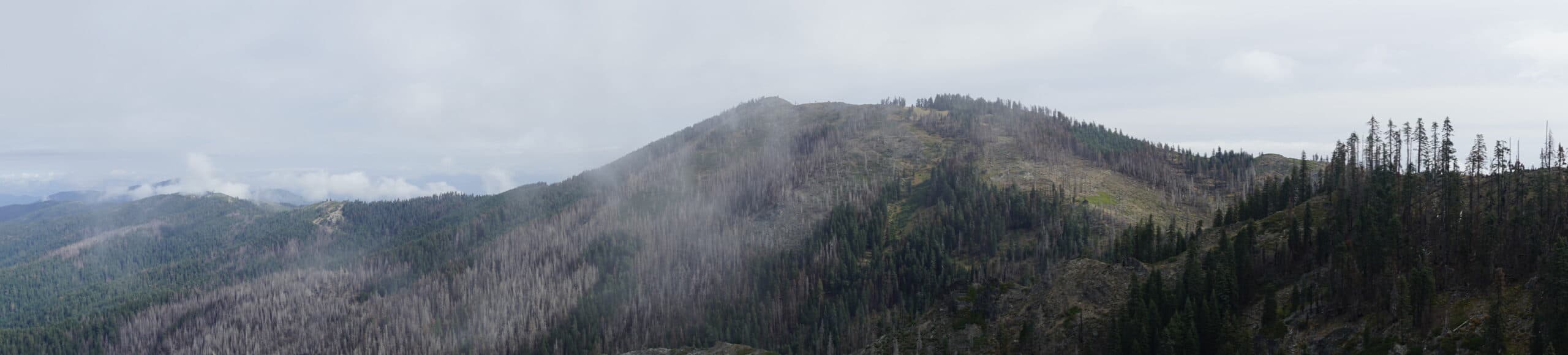 Trinity Fork Outfitters logo