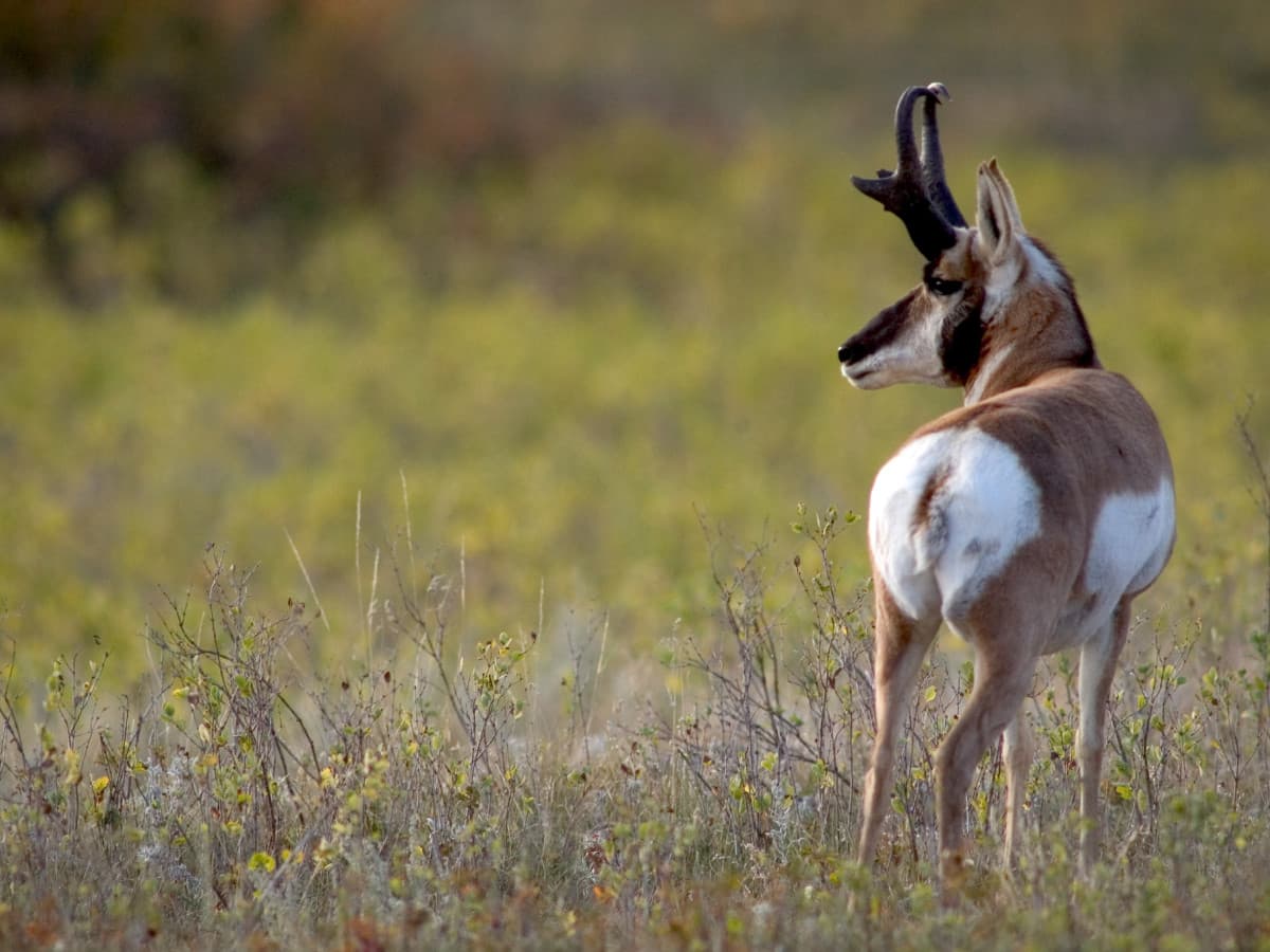 Visit Spearfish logo