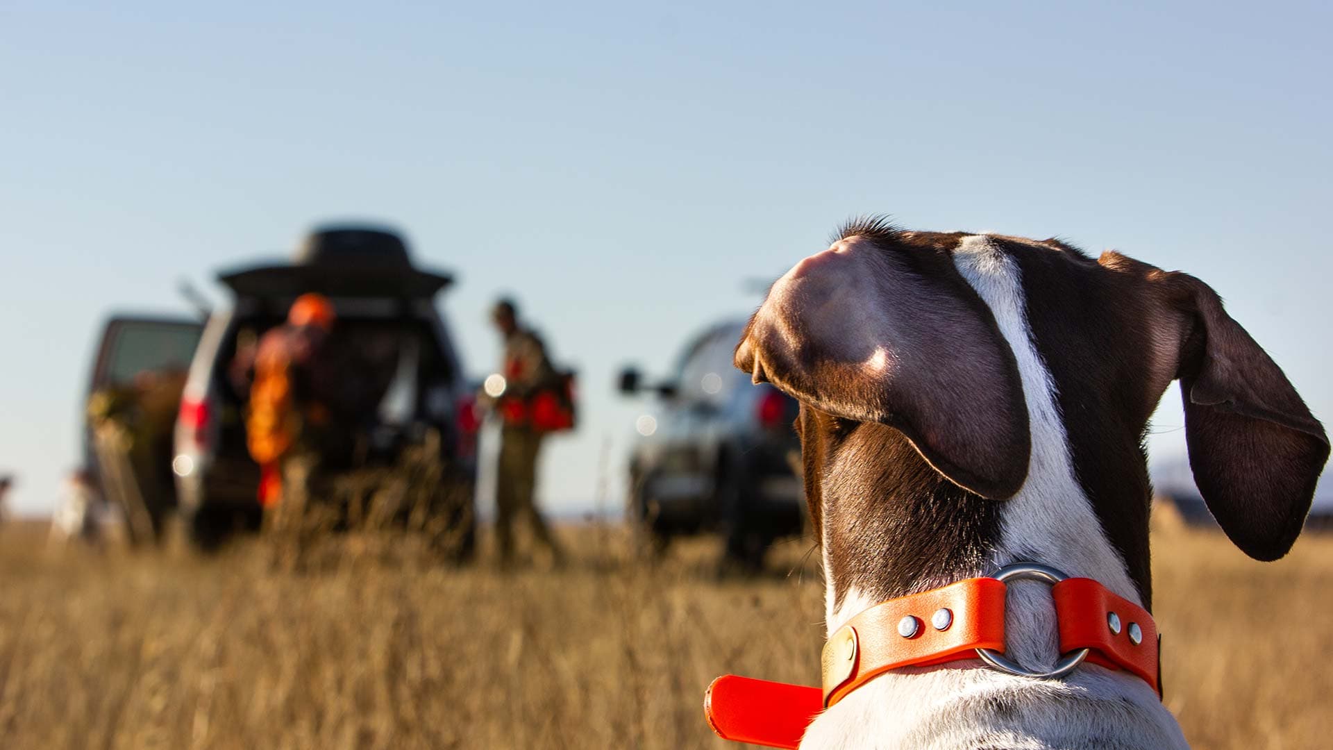 Wesley Hodges Fly Fishing & Bird Hunting logo