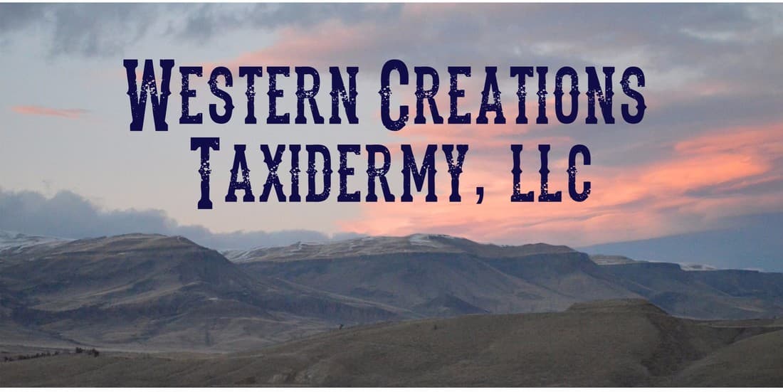 Western Creations Taxidermy LLC logo