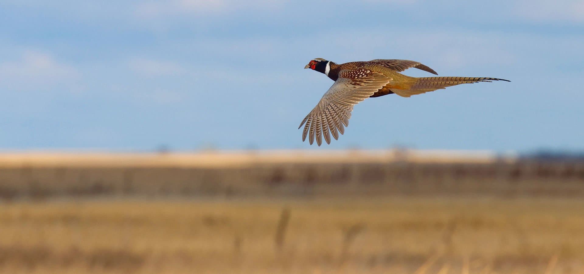 Woodland's Hunt Club logo