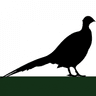 Western Mass Bird Dog Club