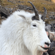 Alaska Summit Guide Service logo