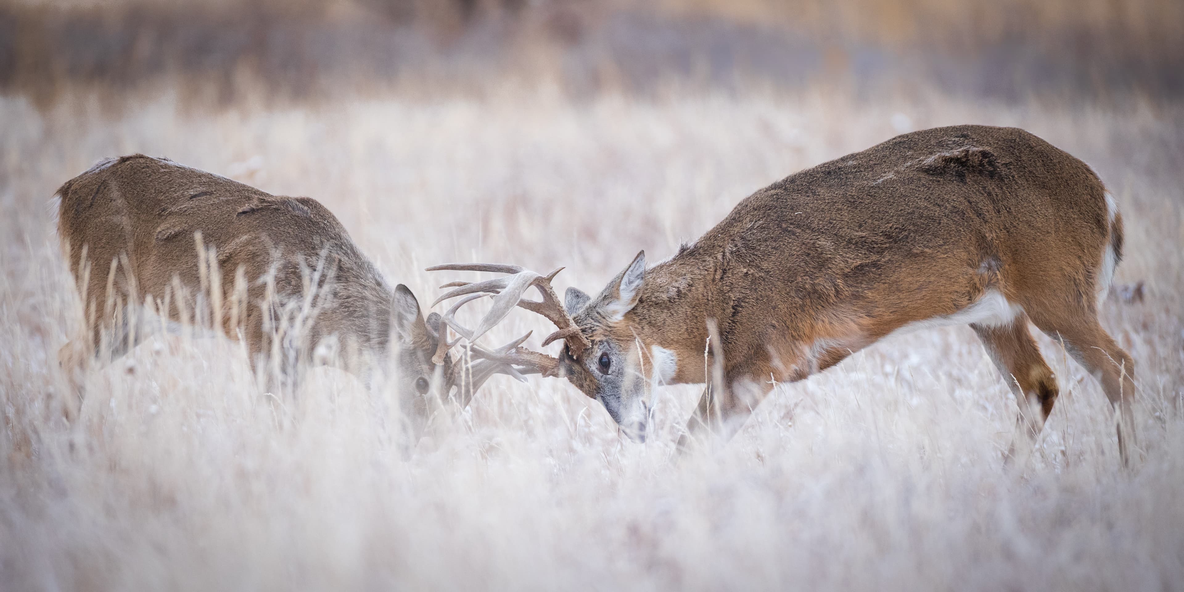 Ben's Great Outdoors logo