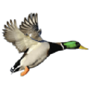 Duck Creek Sporting Goods logo