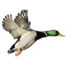 Duck Creek Sporting Goods