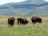 HI Mountain Bison & Buffalo Hunts