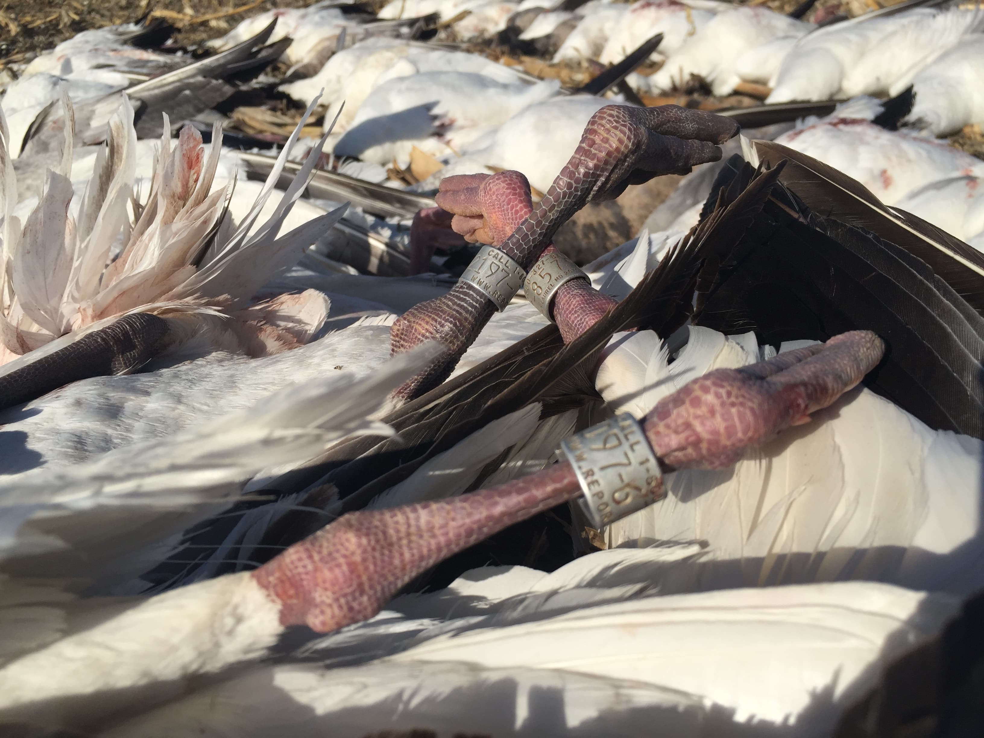 Last Call Outfitters logo