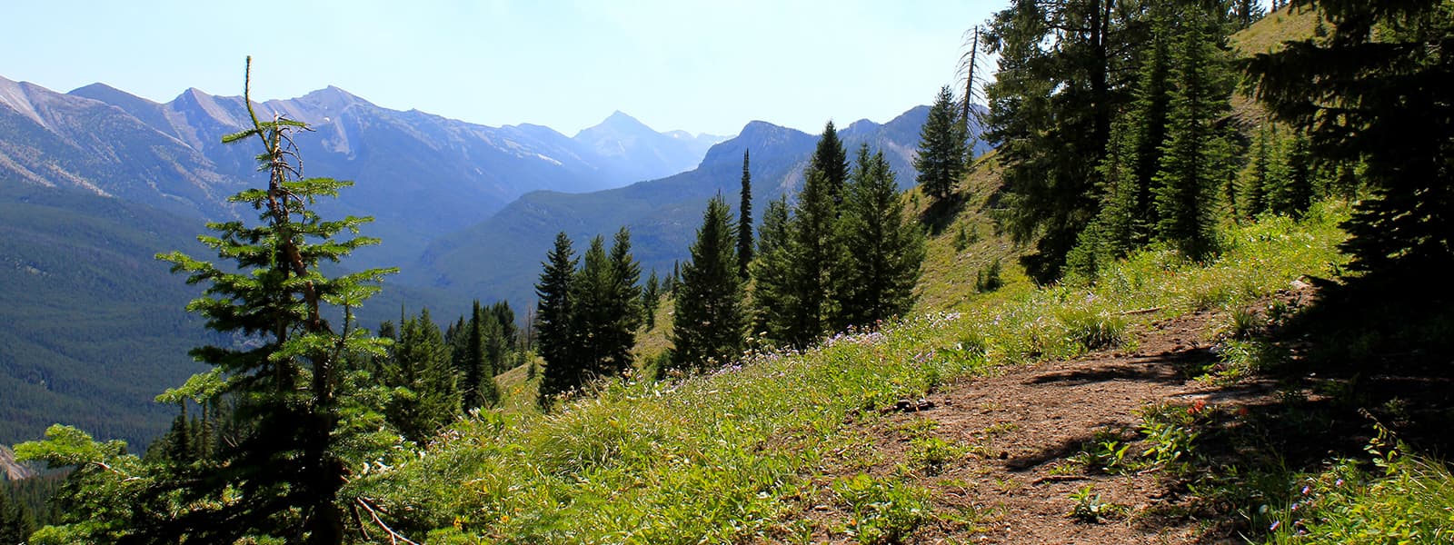 Mills Wilderness Adventures logo
